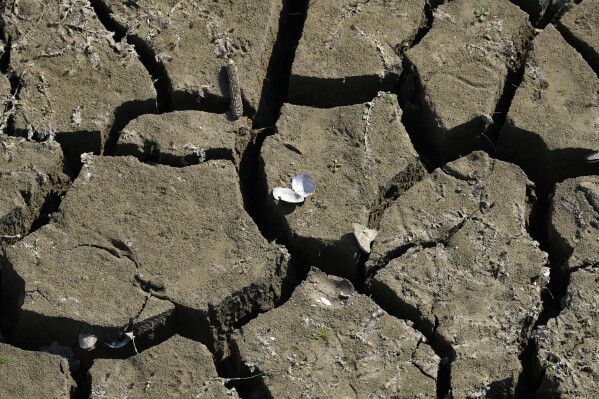 A freshwater shell lays on a dry ground as water levels have dropped on the Danube River in Petrovaradin, Serbia, Tuesday, Aug. 25, 2026. (AP Photo/Darko Vojinovic)