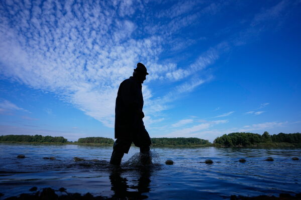 A fisherman takes part in a fish haul of the Kanov pond near the town of Trebon, Czech Republic, Wednesday, Aug. 26, 2026. (AP Photo/Petr David Josek)