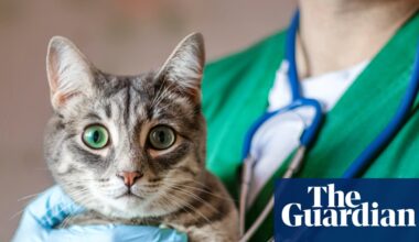 Pet owners at risk of being ripped off by private equity firms as vet ownership rules change | Pets