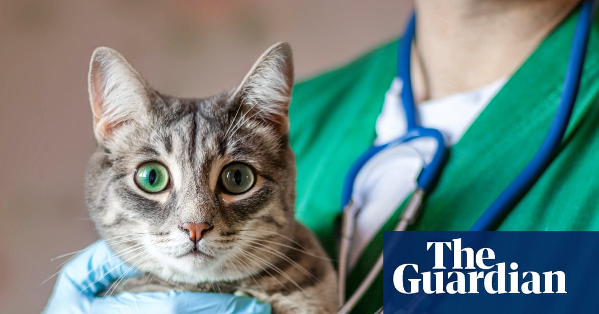 Pet owners at risk of being ripped off by private equity firms as vet ownership rules change | Pets