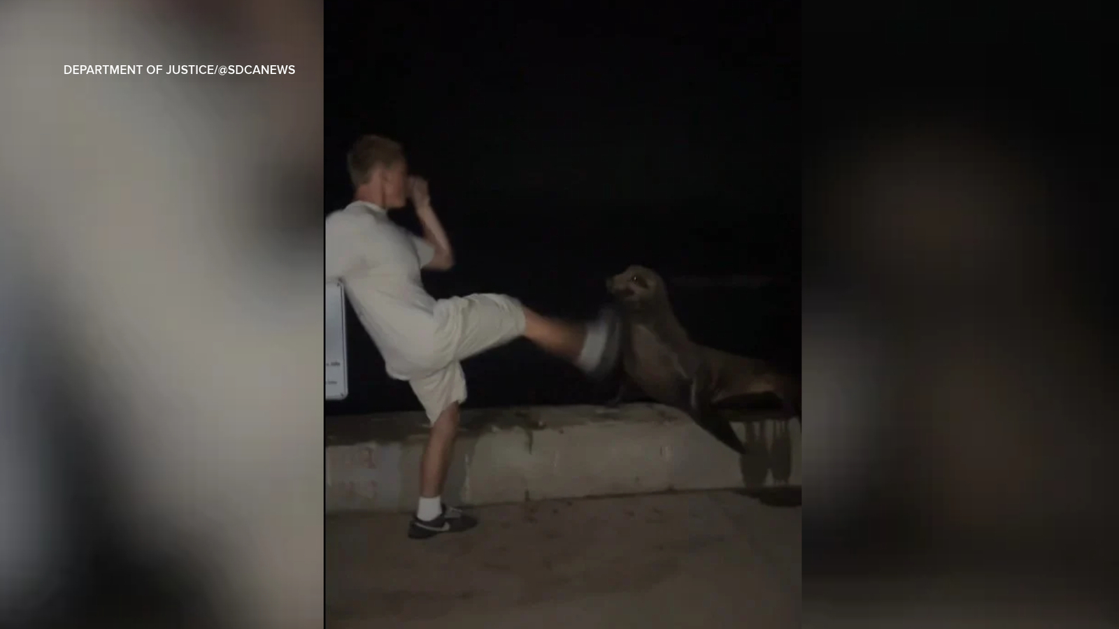 San Diego 18-year-old Tyler Muehl pleads guilty to kicking protected sea lion in attack caught on video