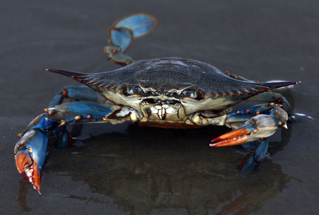 A blue crab on a wet, dark sand beach.