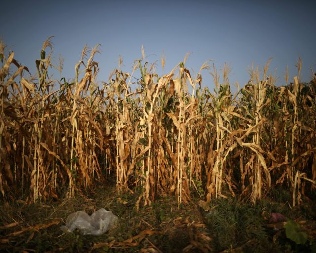 Corn plants are seen in a drought-affected farm near the town of Tecoluca, El Salvador (REUTERS/Jose Cabezas)