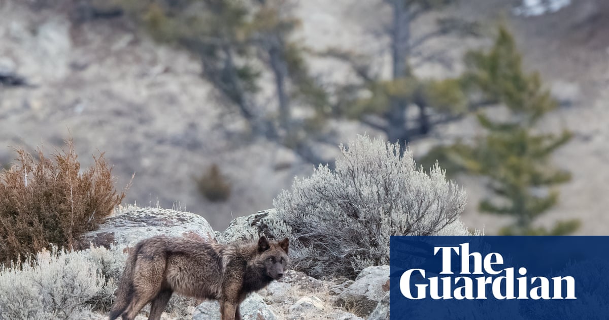 Trump rollback of US forest protections could accelerate extinction of 400 endangered species | US news