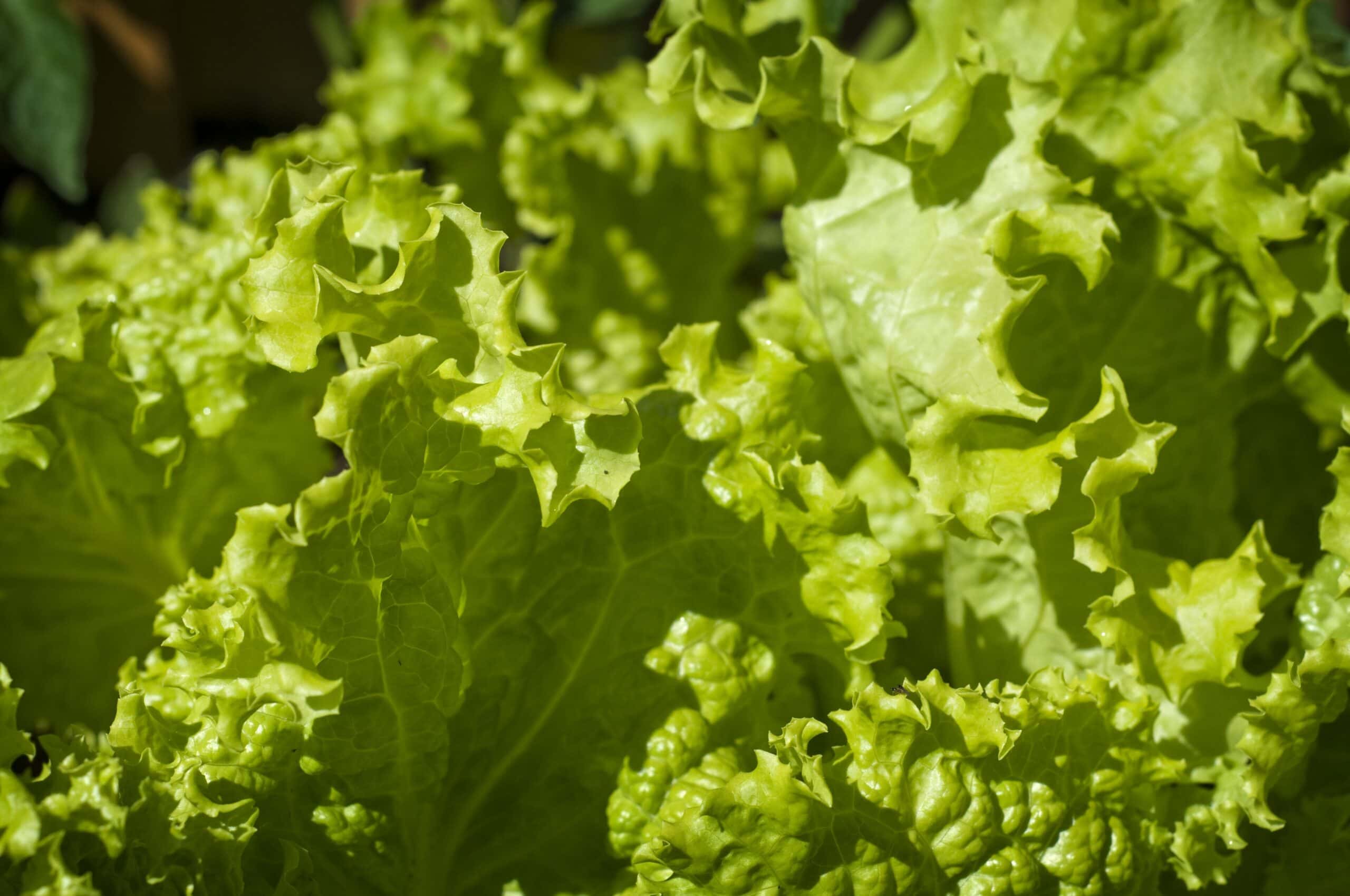 Lettuce