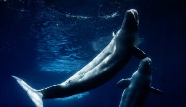 What happened to Marineland? A look at park's final days