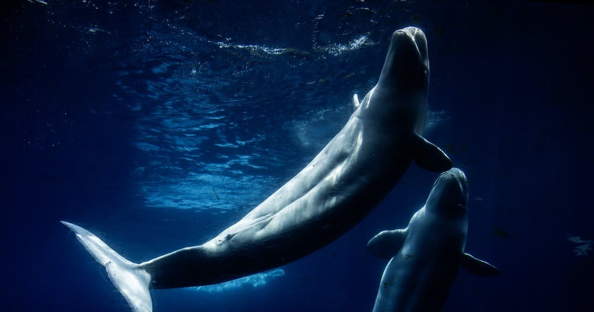 What happened to Marineland? A look at park's final days