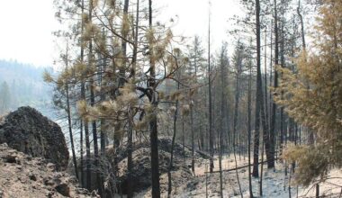 Firefighters increase containment on Spokane area fires | News