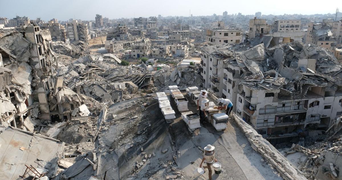 Jared Kushner to visit Israel and Egypt next week with Board of Peace officials to talk Gaza