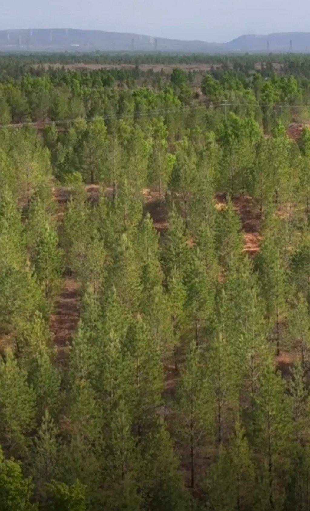 Thanks to Sakolsky’s contribution and Yin’s tireless dedication, today, over 80 per cent of the Mu Us Desert — a major sandy region in China — is now covered in vegetation. Photo: Sina