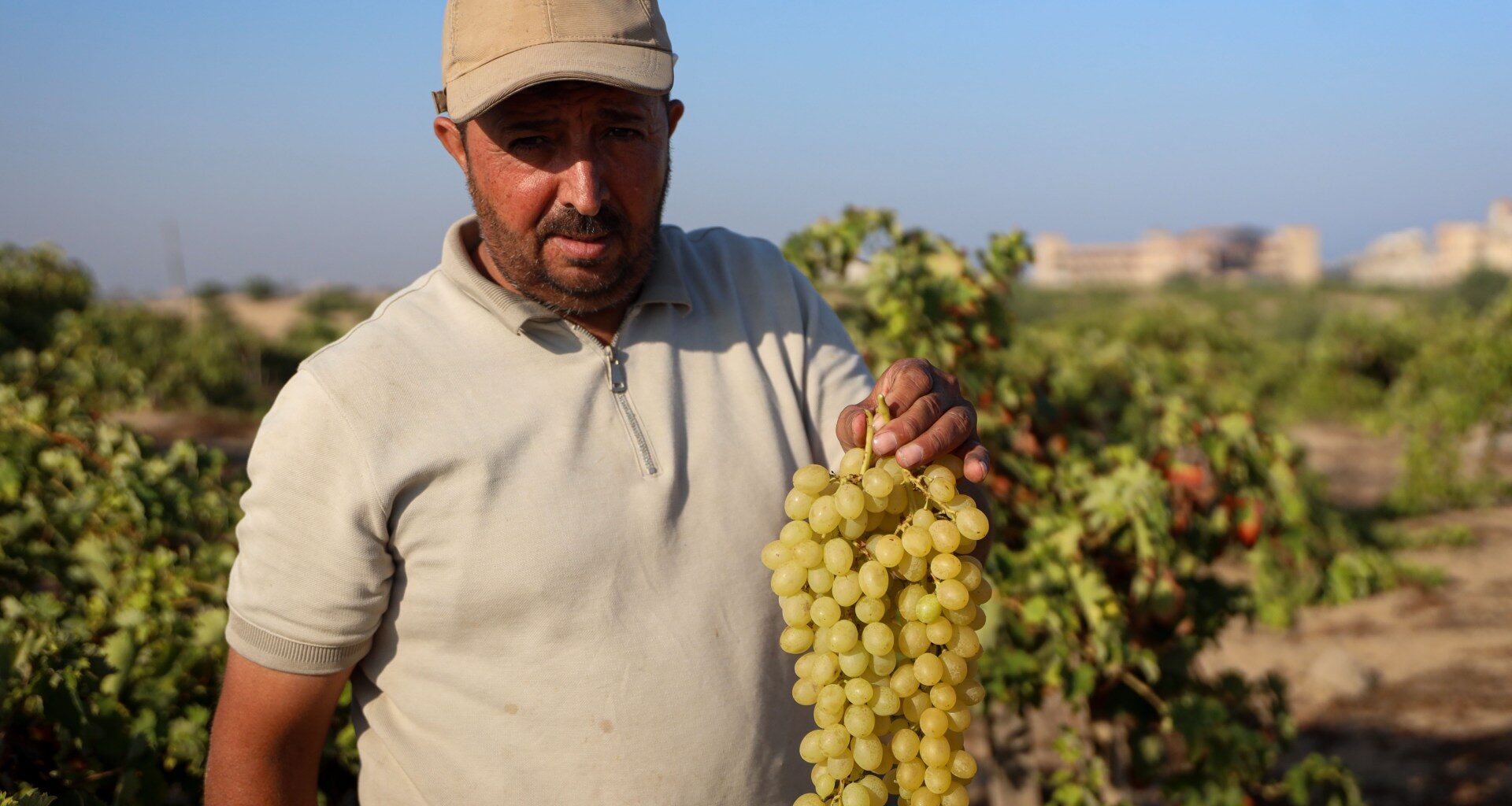 Gaza farmer returns to the grapevines he couldn’t bear to abandon | Israel-Palestine conflict News