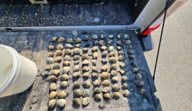 4 fined over illegal shellfish harvesting on Vancouver Island - CTV News