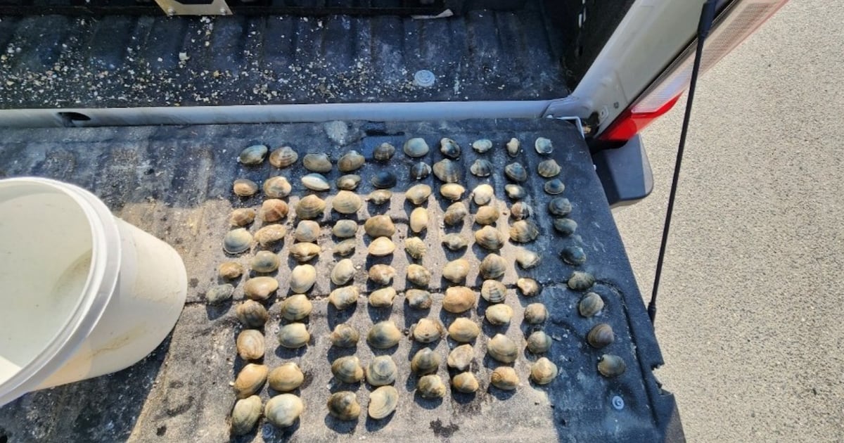 4 fined over illegal shellfish harvesting on Vancouver Island - CTV News