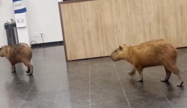 Watch: Capybaras wander into legislative building in Brazil