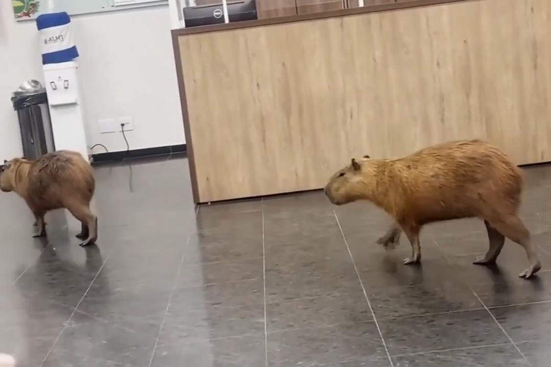 Watch: Capybaras wander into legislative building in Brazil