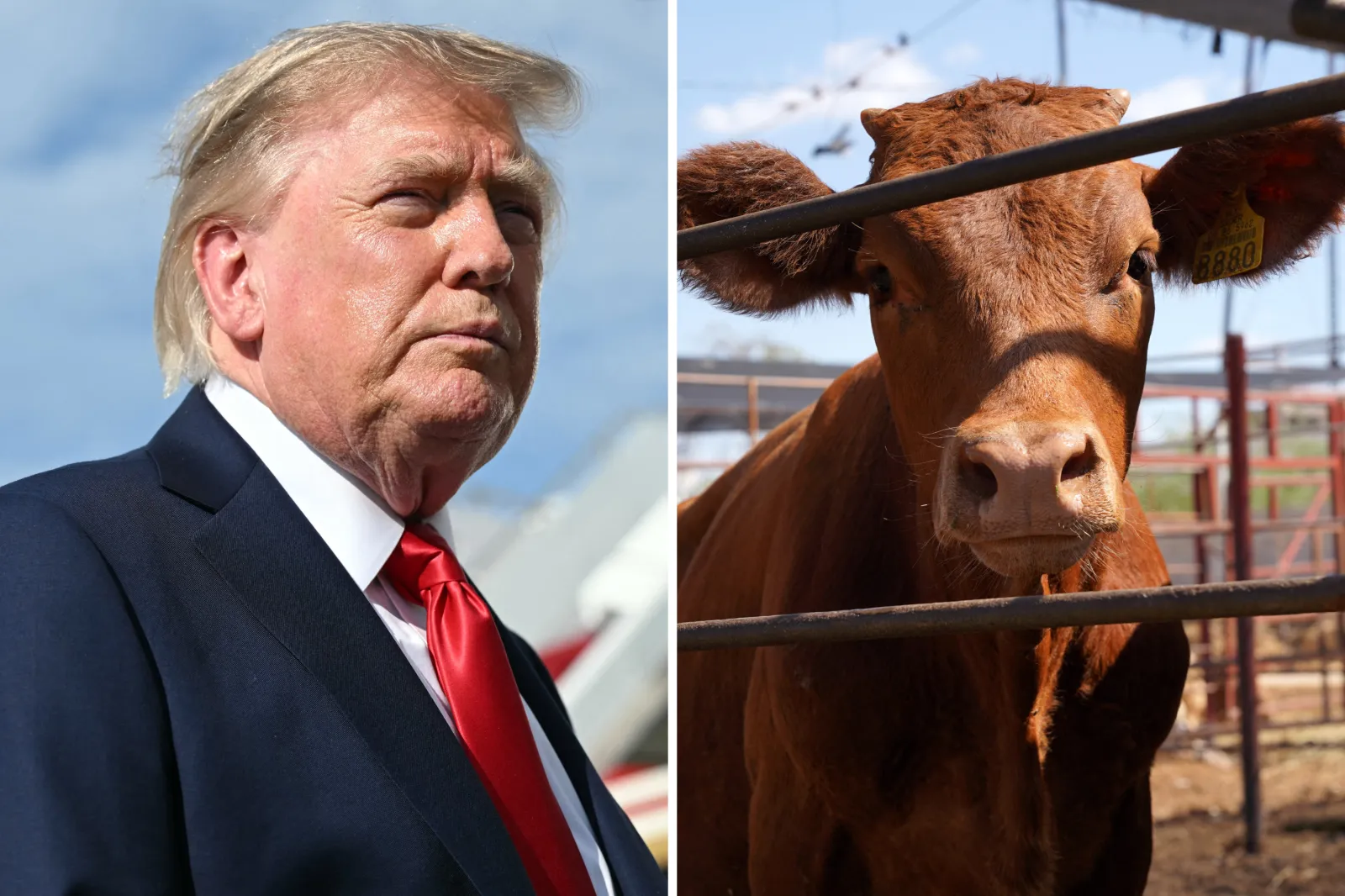Left: US President Donald Trump before boarding Air Force One at Joint Base Andrews, Maryland on August 21, 2026. Right: A cow destined for export to the United States stands in a pen at the Regional Livestock Union of Sonora in Hermosillo, Sonora state, Mexico, on August 24, 2026.