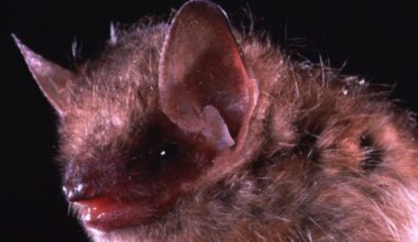 Rabid Bat in Burlington: Infected animal found on Aug. 11