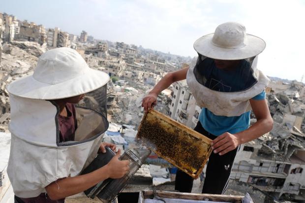Displaced Palestinian beekeepers harvest honey from beehives.