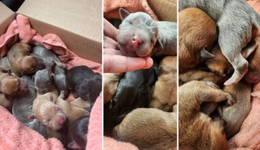 Puppies abandoned in Brantford
