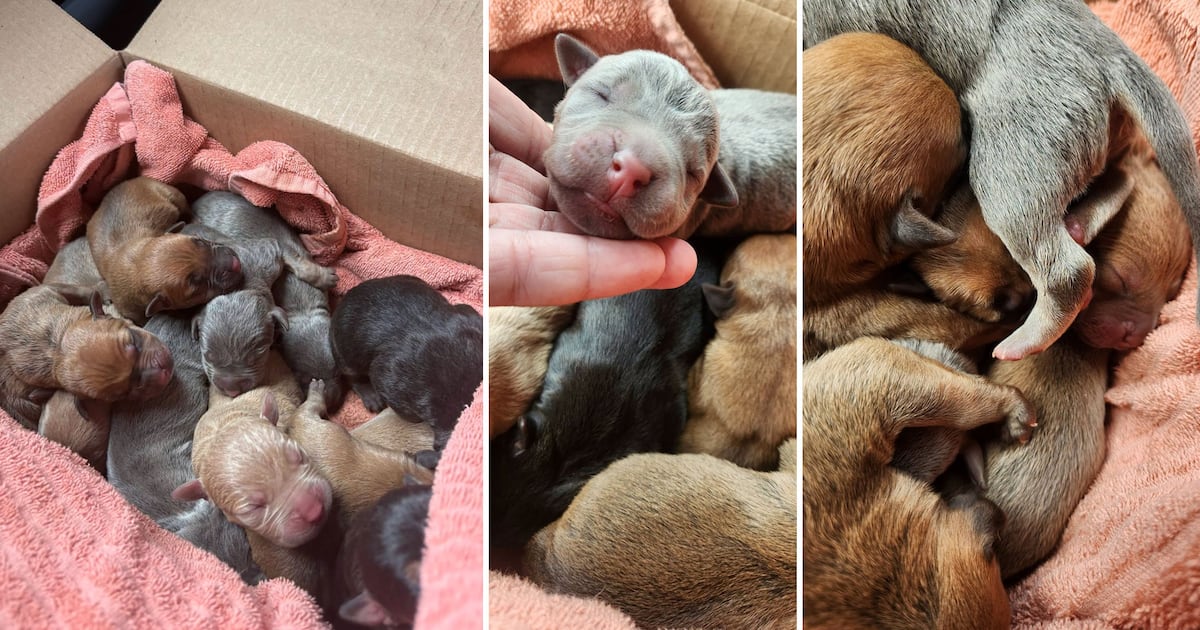 Puppies abandoned in Brantford