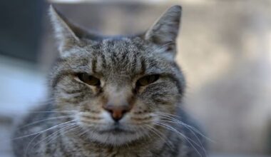 ‘This cat lunged at me’: Quebec woman treated for rabies after bite - CTV News