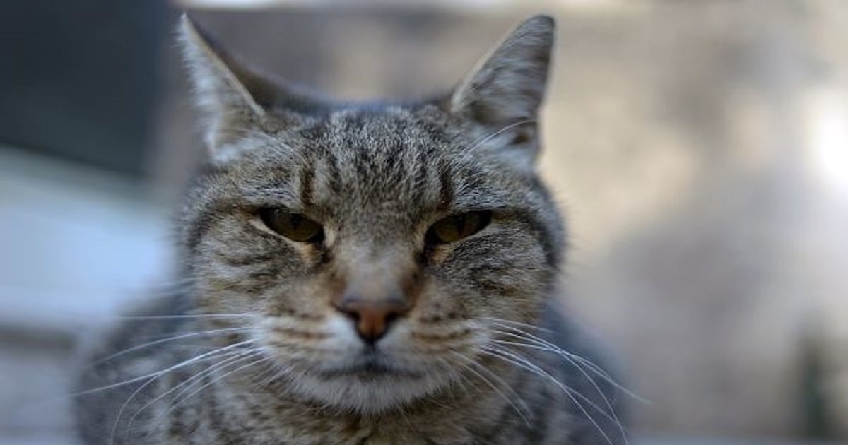 ‘This cat lunged at me’: Quebec woman treated for rabies after bite - CTV News