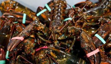 Ottawa removes seafood and fish products from counter-tariff list
