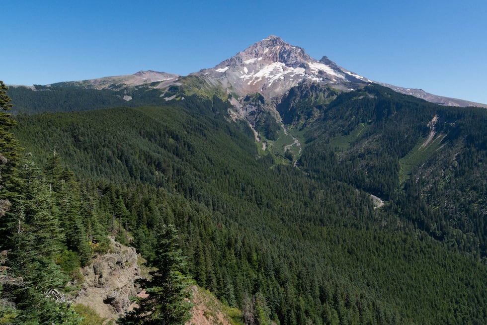 View of western face of the massive, majestic, Mt Hood rising out of a dense pine woodland on...
