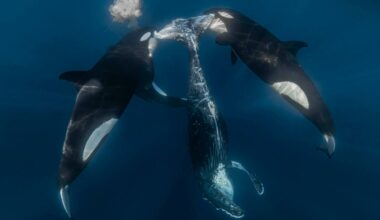 This Orca Hunt Left Behind a Brutal Scene—and the Photo Just Won an Award