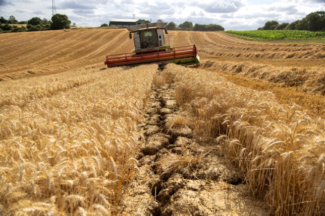 Cracks in the soil of a wheat field in Chelmsford, UK, on Wednesday,
