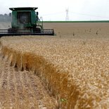 FILE PHOTO: A combine drives over stalks of soft red winter wheat during the harvest on a farm in Dixon, Illinois, July 16, 2013. REUTERS/Jim Young (UNITED STATES - Tags: AGRICULTURE ENVIRONMENT)/File Photo