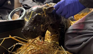 Toronto Zoo welcomes birth of pygmy hippo