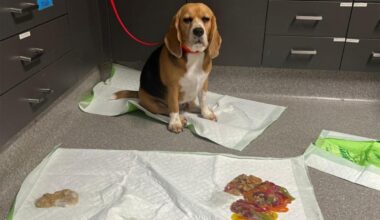 Dog rushed to ER after eating over 2 pounds of gummy worms