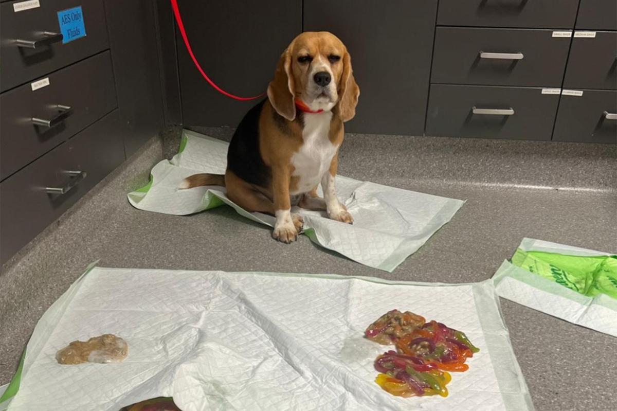 Dog rushed to ER after eating over 2 pounds of gummy worms