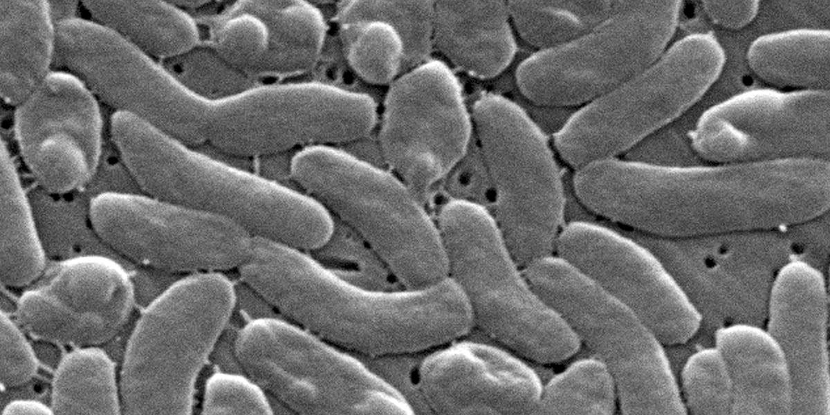 5 people have died from Vibrio vulnificus in Louisiana this year