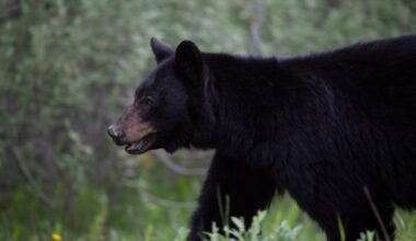 B.C. man injured after fourth bear attack in Metro Vancouver this month