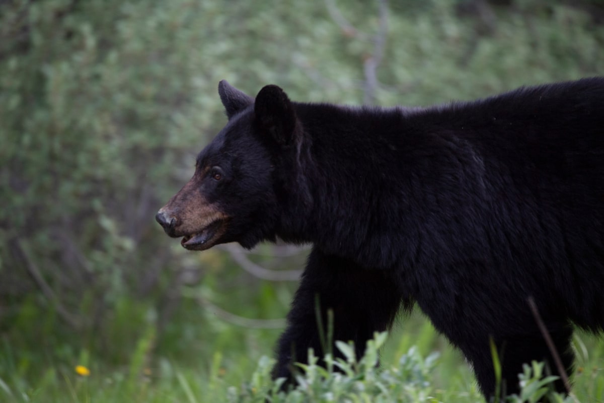 B.C. man injured after fourth bear attack in Metro Vancouver this month