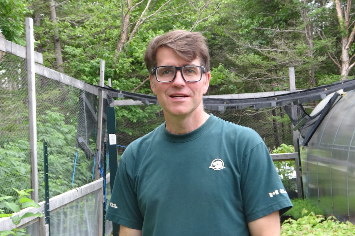 Crews planting 1.25 million trees in Gros Morne to help forest recover from once abundant moose population