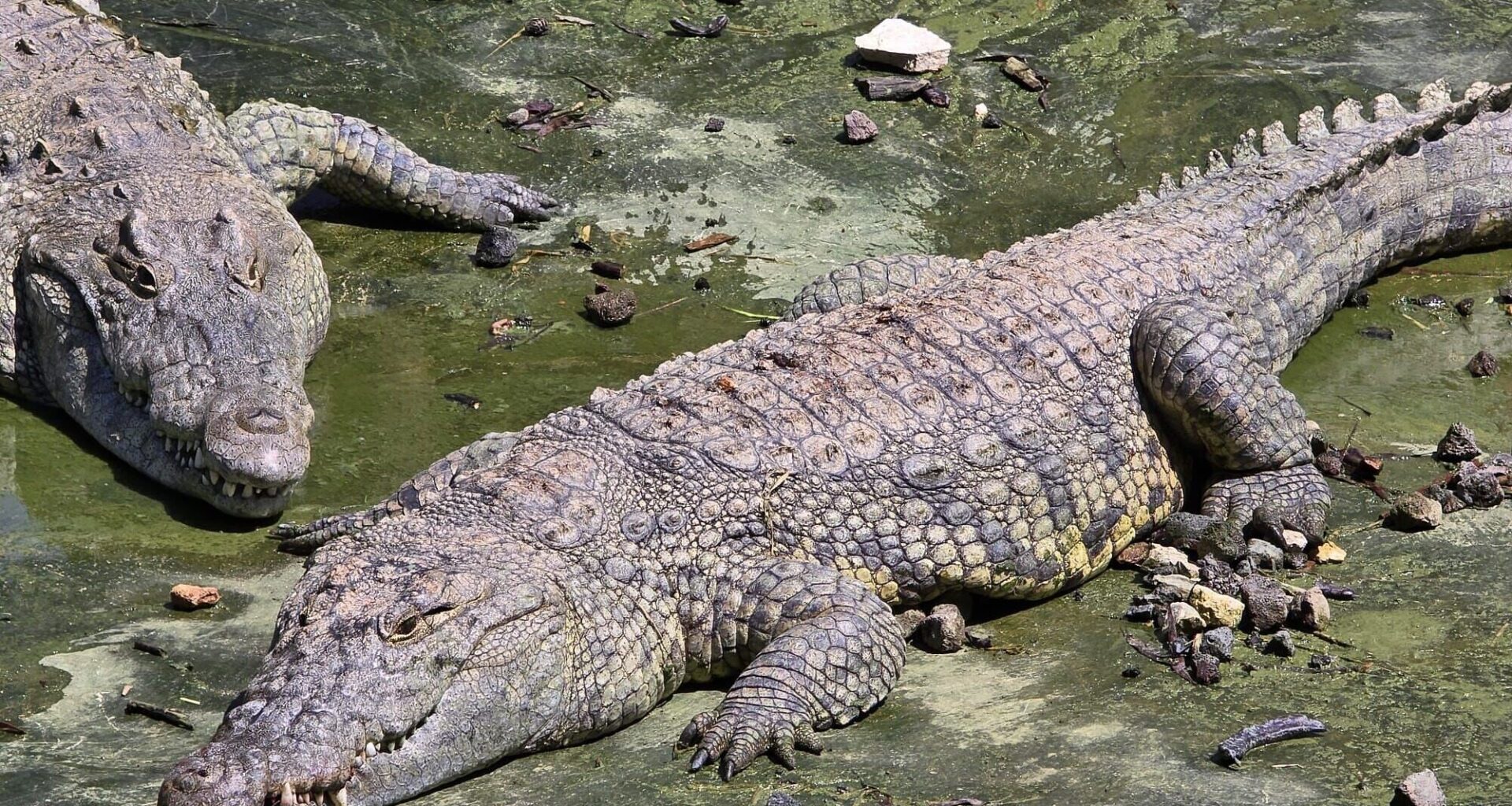 Court freezes transfer of crocodiles to prison moat, putting Ben Gvir's plan on hold