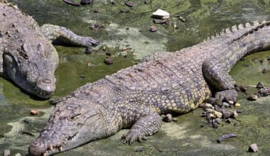 Court freezes transfer of crocodiles to prison moat, putting Ben Gvir's plan on hold