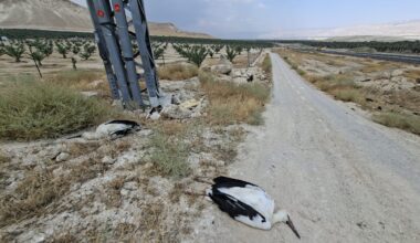 Officials urge action as dozens of storks electrocuted on Jordan Valley power lines