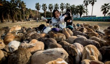 Japan’s ‘rabbit island’ has become symbolic of the overtourism plaguing the country