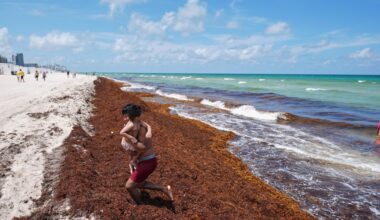 Global ocean temperatures hit record high as El Nino intensifies | Climate Crisis News
