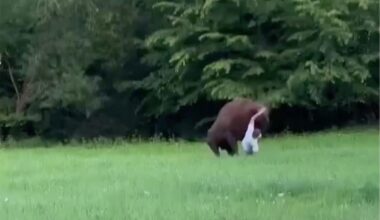 Wild video shows huge bison knock tourist to ground in Polish forest