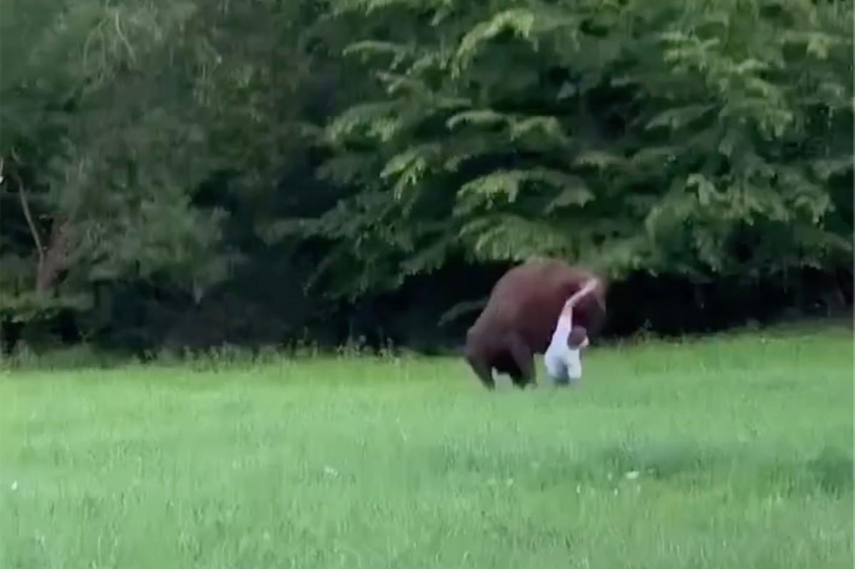 Wild video shows huge bison knock tourist to ground in Polish forest