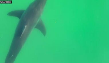 Shark drags lifeguard underwater at popular Maine beach: "It was frightening"
