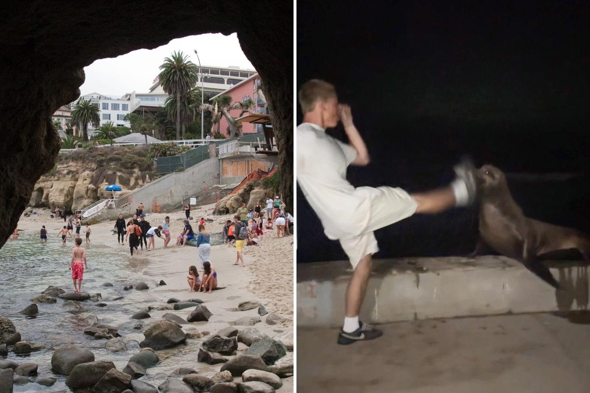 La Jolla teen faces justice after kicking helpless sea lion in viral attack