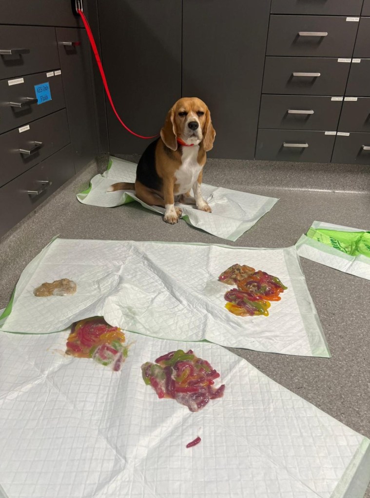 Scooter, a beagle sits on a pad in a veterinary clinic with piles of multi-colored vomit of gummy worms on other pads nearby.