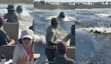 Must see: Massive hippo chases tourist boat in African waterway