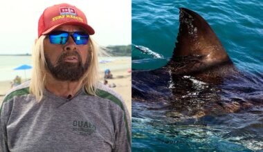 White shark drags Scarborough lifeguard underwater, officials say